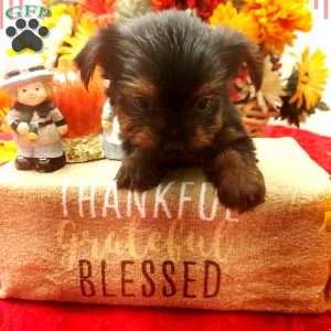 Coco, Yorkie Puppy